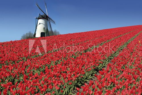 Esencja Holandii – wiatrak i tulipany
