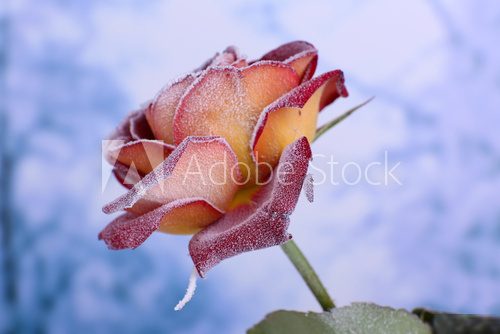 Rose covered with hoarfrost close up 
