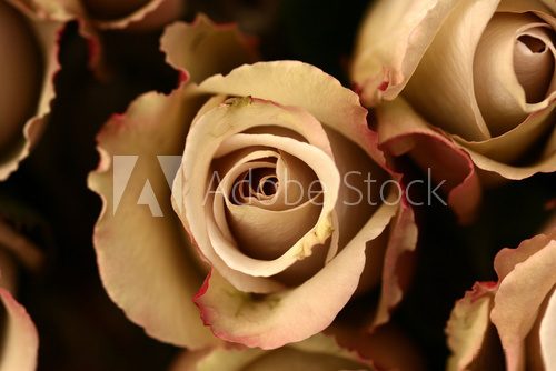 roses flower closeup