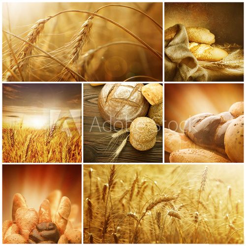 Ziarna zbóż – sielski collage
