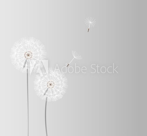abstract dandelion background vector illustration 