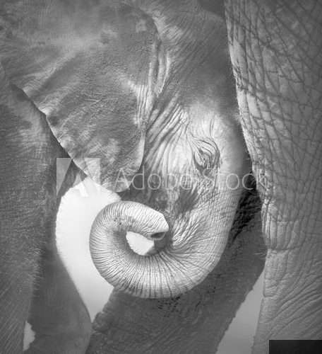 Baby elephant seeking comfort 