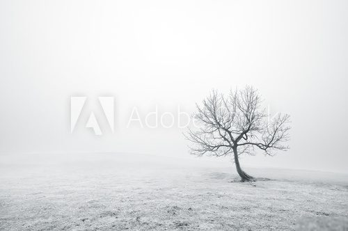 bare lonely tree in black and white 