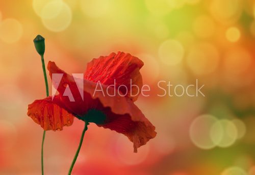 Beautiful background with poppy and colored bokeh 