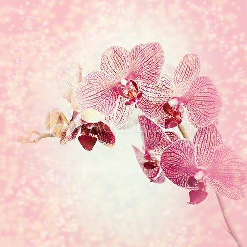 Beautiful blooming orchid 