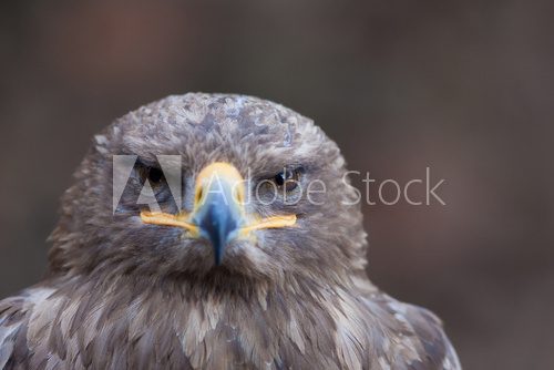 beautiful closeup of a falcon 
