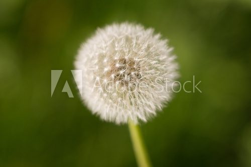 beautiful dandelion on nature 