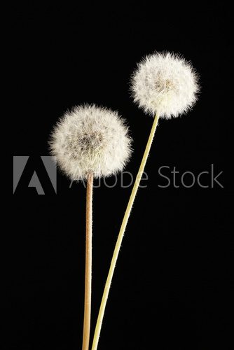 Beautiful dandelions with seeds on black background 