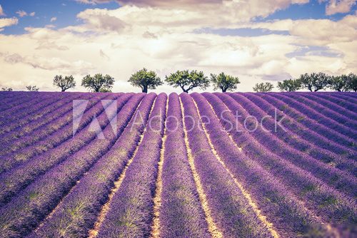 Beautiful Lavender field 
