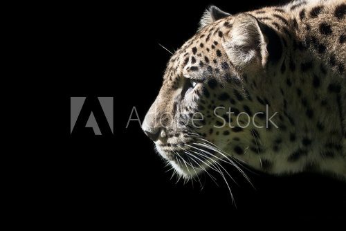 Beautiful Leopard portrait on black background 