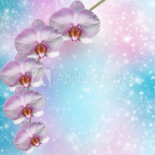 Beautiful pink orchid branch on an abstract background of a deli 
