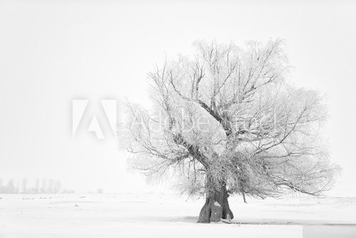 Beautiful tree in winter time in February 2014, Romania 