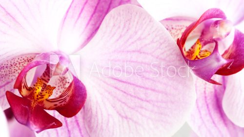 beauty pink orchid, abstract floral backgrounds 