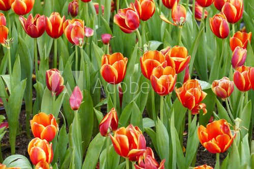 blooming tulip flower at the flowerbed