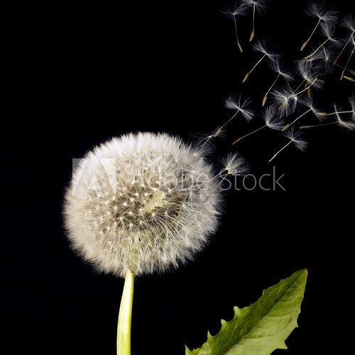 blowball and flying dandelion seeds 