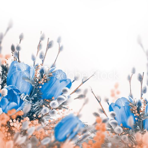 Blue tulips with mimosa, spring background 