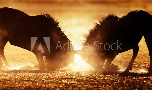 Blue wildebeest dual in dust 