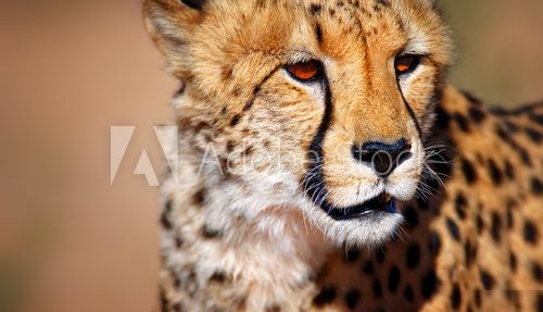Cheetah portrait 