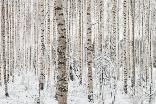 Close-up of a birch wood in winter in Finland 