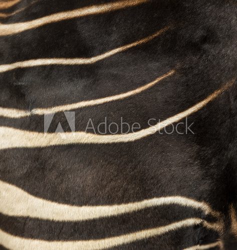 Close-up of an Okapi's fur, Okapia johnstoni 