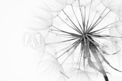 Close-up of dandelion 