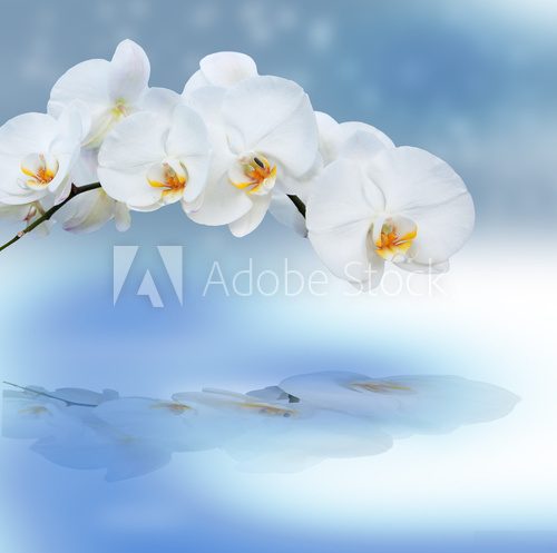 Close up of orchids with reflection. 