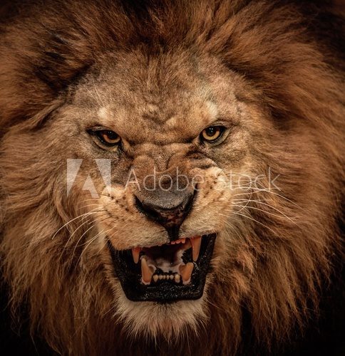 Close-up shot of roaring lion 