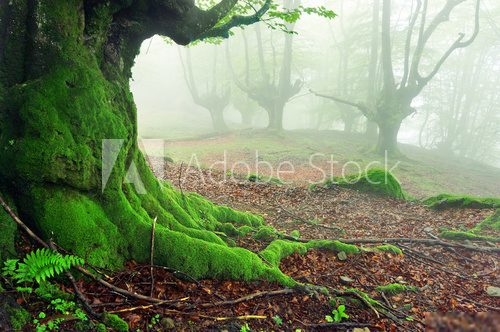 closeup of tree roots with moss on forest 