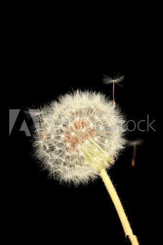 Dandelion and flying seeds on black background 