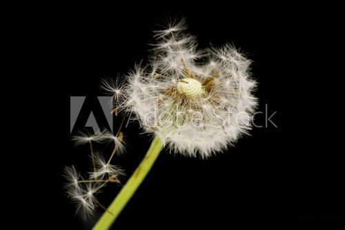 dandelion on a black background. macro 