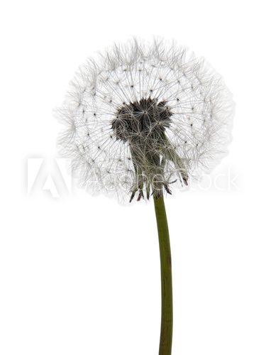 Dandelion seedhead, clock over white 