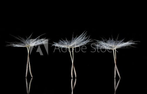 Dandelion Seeds resembling ballet dancers 