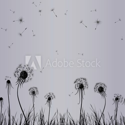 Dandelion wind in grass 