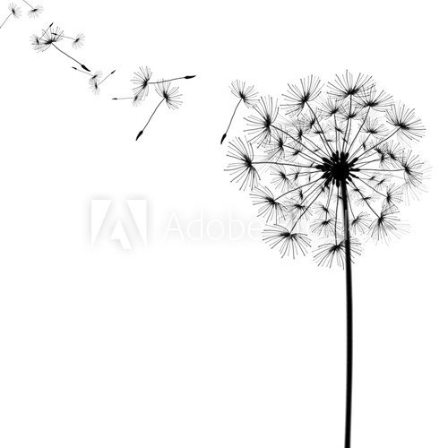 dandelion with seeds in the wind 