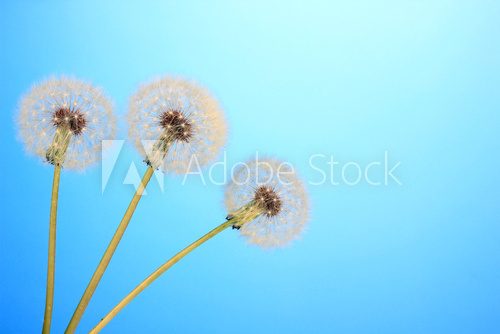 Dandelions on blue background 