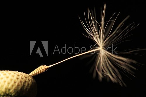 Detail of the Dandelion on the black Background 