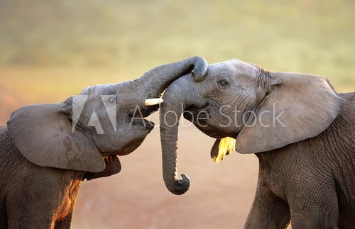 Elephants touching each other gently (greeting) 