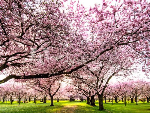 Farbe des FrÃ¼hlings: Garten mit Japanischen KirschblÃ¼ten 