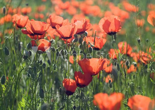 Field of poppy flowers at sunset 