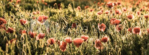 Field of red poppies in bright evening light. 