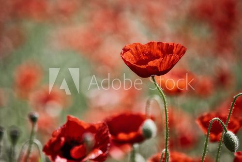 field with poppies 