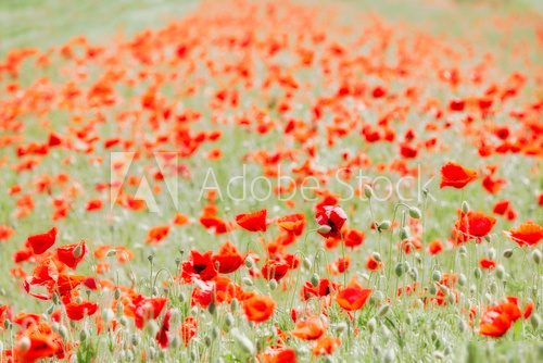 field with poppies 