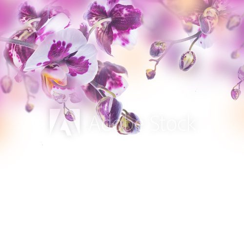 Floral background of tropical orchids 