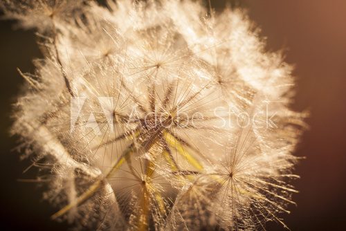 Flower Dandelion. Close-up 