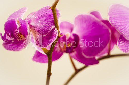 flowers, orchid, isolated, flower, nature, plant, petal 