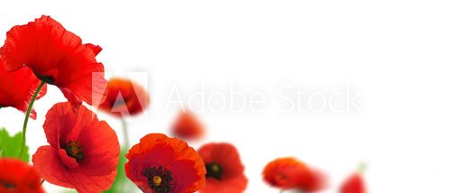 flowers, poppies white background Environmental