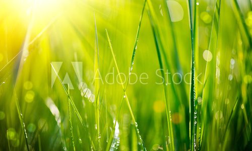 Fresh green grass with dew drops closeup. Soft Focus 