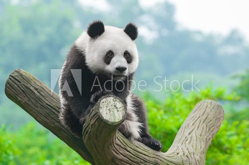 Giant panda bear climbing in tree 