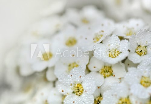 gouttelettes sur fleurs blanche 