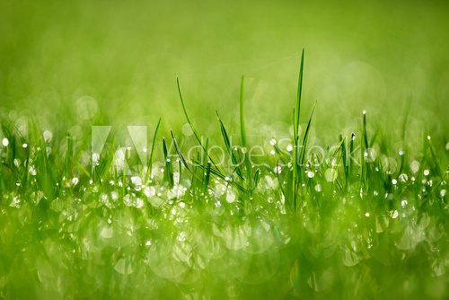 Gras am Morgen - Fototapete